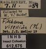 Other: !! display not done !! on Fitchana vitellina (Fitch, 1851): Labels. Labels for the face image. (Observation).