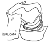 Aedeagus, lateral view: (Observation).