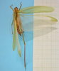 CollectionObject 1542724; DEES MZLQ-I0092, 31d74b38-6fce-4683-b1cc-1fa665bd279d: male, body dorsal view (syntype of Ctenophorema balneare). (CollectionObject).