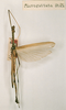 CollectionObject 1559670; d2c9bae8-bbad-401b-bbca-c65bb80979dd: copyright NHRS, Stockholm. male (holotype). (CollectionObject).