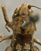 CollectionObject 1536016; fe2c7e06-380c-4088-ad23-bca0381552bf: female pronotum, dorsal view (syntype). (CollectionObject).