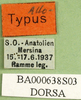 CollectionObject 1576328; 4246c994-d691-4b7d-9972-fadfbfa4b878: labels (allotype). (CollectionObject).