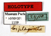 CollectionObject 1587194; MNHN(SF IMPORT DUPLICATE) MNHN-EP-EP1109, a096df44-4c8a-4fab-b370-9c1c848ab1d0: CC BY-NC-ND 4.0/MNHN - Depraetere Marion - 2014. Holotype, male, of biplagiata Bolívar, 1897. Specimen number: MNHN-EP-EP1109. http://coldb.mnhn.fr/catalognumber/mnhn/ep/ep1109. (CollectionObject).