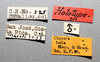 Other on Chinaia bella Bruner & Metcalf, 1934: Male holotype [USNM]: labels. (Observation).