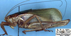 Pomatonota dregii Burmeister, 1838: female, lateral view. (Otu).