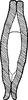 Connective on Diplocolenus (Diplocolenus) altaicus Vilbaste, 1965: Connective. (Observation).