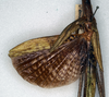 CollectionObject 1558179; NMW 869', d553eec1-147f-4418-9c41-cbc91257ac34: copyright NHMW, Vienna. female, wings of synonym Acrophylla aliena (paralectotype) [a misidentified example of Ctenomorpha marginipennis]. (CollectionObject).