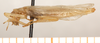 CollectionObject 1499372; 9fe2c93a-865e-463f-aff8-e9ecce621605: male, lateral view (holotype). (CollectionObject).