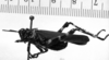 Chromacris speciosa (Thunberg, 1824): Image Carbonell, C.S. male, lateral view. (Otu).