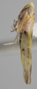 Habitus, lateral view on Aztegina punctinota Dietrich & Dmitriev, 2006: Lateral. (Observation).