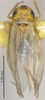 Habitus, dorsal view on Empoascanara (Empoascanara) nigrobimaculata (Motschulsky, 1863): (Observation).