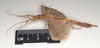 CollectionObject 1561361; 1ca8b482-43c3-4c50-8d2d-c33ee572cd53: copyright Natural History Museum, London. male, lateral view (holotype). (CollectionObject).