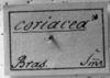 CollectionObject 1538326; 925cd9fe-8f9f-4ad6-a6bf-9d74abb5aeff: Image Carbonell, C.S. label (holotype of Truxalis coriacea). (CollectionObject).