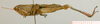 CollectionObject 1537803; 308dcdda-f231-4cd3-9e10-4896fba240dd: female habitus lateral view (paratype). (CollectionObject).