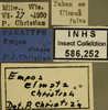 Other on Empoa (Empoa) saffrana (McAtee, 1926): (Observation).