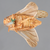 Habitus ventral view: !! display not done !! on Ponana (Ponana) grisea (Spångberg, 1878): (Observation).