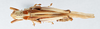 CollectionObject 2775438; c3318a71-7e95-49c5-9754-5936c243eb3e, CNCI 1012899: Acanthacris ruficornis. (CollectionObject).