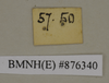 CollectionObject 1572959; a5c4a28d-3c47-4784-829e-5f47290a7fb9: Copyright Natural History Museum, London. Labels from non-type (adult female) in BM(NH). Underside. (CollectionObject).