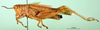CollectionObject 1501642; aa3cde68-2f9d-45a4-b63a-2b7f87065b57: male, lateral view (syntype of Anthermus comis). (CollectionObject).