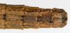 CollectionObject 1584203; 30878f10-b291-4e66-b3c6-404d13b6853b: copyright Frank Hennemann Coll. female: end of abdomen, dorsal view (paratype). (CollectionObject).;CollectionObject 1584204; afe2b8cc-8cca-4cc3-a581-ed630563d766: copyright Frank Hennemann Coll. female: end of abdomen, dorsal view (paratype). (CollectionObject).;CollectionObject 1584205; 15d01103-8493-4940-8377-8c409ca2af99: copyright Frank Hennemann Coll. female: end of abdomen, dorsal view (paratype). (CollectionObject).