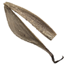 CollectionObject 1529743; NHRS NRM-ORTH0009197, 49682db8-3297-4dbf-8e63-9bbe870ab061: male, hindleg, lateral view (holotype). (CollectionObject).