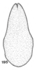 Subgenital plate: !! display not done !! on Tortistilus wickhami (Van Duzee, 1908): (Observation).