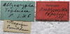 CollectionObject 1505826; 46aae46f-8650-4ca8-9029-155fc2717a03: labels (holotype of Amblycorypha tepaneca). (CollectionObject).
