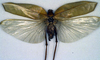 CollectionObject 1500502; 70a468f2-3e35-4d34-991f-794dc67b49fd, DORSA BTararegHTF: female, dorsal view (holotype). (CollectionObject).