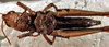 CollectionObject 1537803; 308dcdda-f231-4cd3-9e10-4896fba240dd: female ventral view (paratype). (CollectionObject).