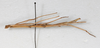 CollectionObject 1560427; bd11896f-e498-42f1-b959-c44f7049a332: copyright NMW, Vienna. male, lateral view (syntype). (CollectionObject).;CollectionObject 1560428; e38535f2-096d-42a7-90c9-05a46b40f72a: copyright NMW, Vienna. male, lateral view (syntype). (CollectionObject).