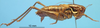 CollectionObject 1536697; fb7d8a07-1bc7-4563-92c1-8bcd0cbc1d29: male, lateral view (paratype). (CollectionObject).