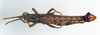 CollectionObject 1540552; bf69d74d-f788-49b3-97d6-af2483158d36: male, dorsal view (holotype). (CollectionObject).
