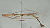 CollectionObject 1586089; QIMR QM, T244738, b4e67cdd-8592-4779-b45a-3e6513c80718: copyright QM, Brisbane. male, lateral view (holotype). (CollectionObject).