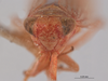 Head: !! display not done !! on Neoaliturus (Circulifer) rubicundula (Van Duzee, 1907): (Observation).