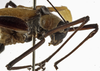 CollectionObject 1529771; a2292b67-204e-42db-8f84-f00bd5dfa41f: male pronotum, lateral view (holotype). (CollectionObject).