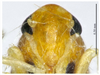 Head on Arboridia (Arboridia) zhenyuana Song & Li, 2013: (Observation).