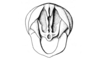 Propedies microsanguineus Cigliano & Lange, 1998: Fig. 1D. Distal abdominal segment, male (dorsal view). (Otu).