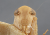 Head: !! display not done !! on Chlorotettix iridescens DeLong, 1916: Head/Face. (Observation).