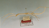 CollectionObject 1559654; abe5268f-0af9-4e9b-afae-abb5886d640e: copyright NHRS, Stockholm. female juv., lateral view (holotype). (CollectionObject).
