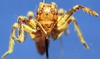 Larnaca (Larnaca) fasciata fasciata Walker, 1869: female, frontal view. (Otu).
