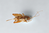CollectionObject 2869072; CNCI 1155049, 51f67a53-5831-4184-8ada-97c30add16b9: Neonemobius mormonius. (CollectionObject).