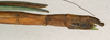 CollectionObject 1560029; 5237bd59-67b3-4beb-b171-828120ef3194: copyright NMW, Vienna. female: end of abdomen, lateral view of synonym Necroscia inflata (syntype). (CollectionObject).;CollectionObject 1560030; bdd876be-330a-4ff3-a576-a075b8bfd6d3: copyright NMW, Vienna. female: end of abdomen, lateral view of synonym Necroscia inflata (syntype). (CollectionObject).