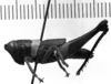 CollectionObject 1506423; d24da808-3b67-4803-8759-21e03e327b11: Image Carbonell, C.S. male, lateral view (holotype). (CollectionObject).