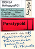 CollectionObject 1530680; 8c141f63-fd94-4122-9b1c-25542a0280f6: labels (paratype). (CollectionObject).
