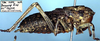 male, lateral view (holotype). Depicts CollectionObject 1504064; 6765b1e5-c583-4a79-b161-64fbe4a92e82, a CollectionObject.