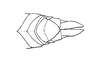 Baeacris talamancensis Rowell & Carbonell, 1977: Fig. 11. female abdomen tip, dorsal view. (Otu).