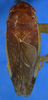 Habitus, dorsal view on Costanana dunda DeLong & Freytag, 1972: Male holotype [OSU]: habitus, dorsal view. (Observation).