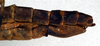 CollectionObject 1561013; NMW 138', 85e7b507-9594-48f8-be92-b0c190e817bf: copyright NMW. female: end of abdomen, lateral view (paralectotype). (CollectionObject).