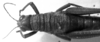 CollectionObject 1532918; c14cef56-0a9a-417e-b5f9-e83b0900c4ee: Image Carbonell, C.S. female head and pronotum, dorsal view (syntype or paralectotype). (CollectionObject).
