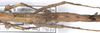 CollectionObject 1563000; 2d291d5d-5630-4ecb-9b66-ad2e215bf70e: copyright F. Hennemann. female, first abdominal segments (paratype). (CollectionObject).;CollectionObject 1563001; 685949bb-edc0-40bb-9b53-806f4c470ab1: copyright F. Hennemann. female, first abdominal segments (paratype). (CollectionObject).